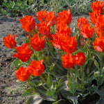 Tulip Bulbs 'red Riding Hood' (greigii) 10 Bulbs | 10 x Bulbs | Red