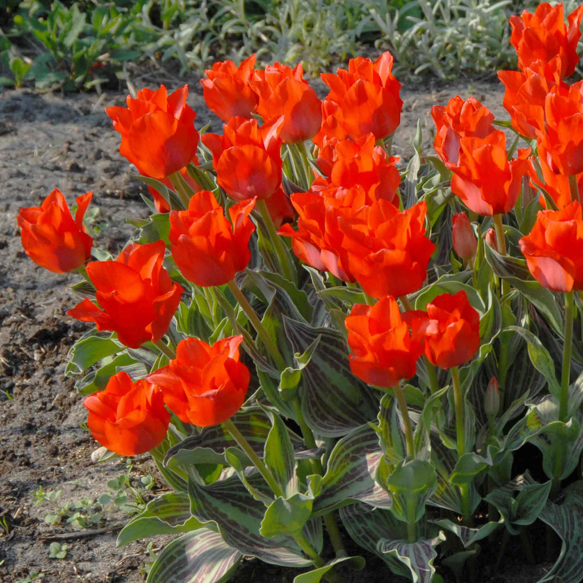 Tulip Bulbs 'red Riding Hood' (greigii) 10 Bulbs | 10 x Bulbs | Red