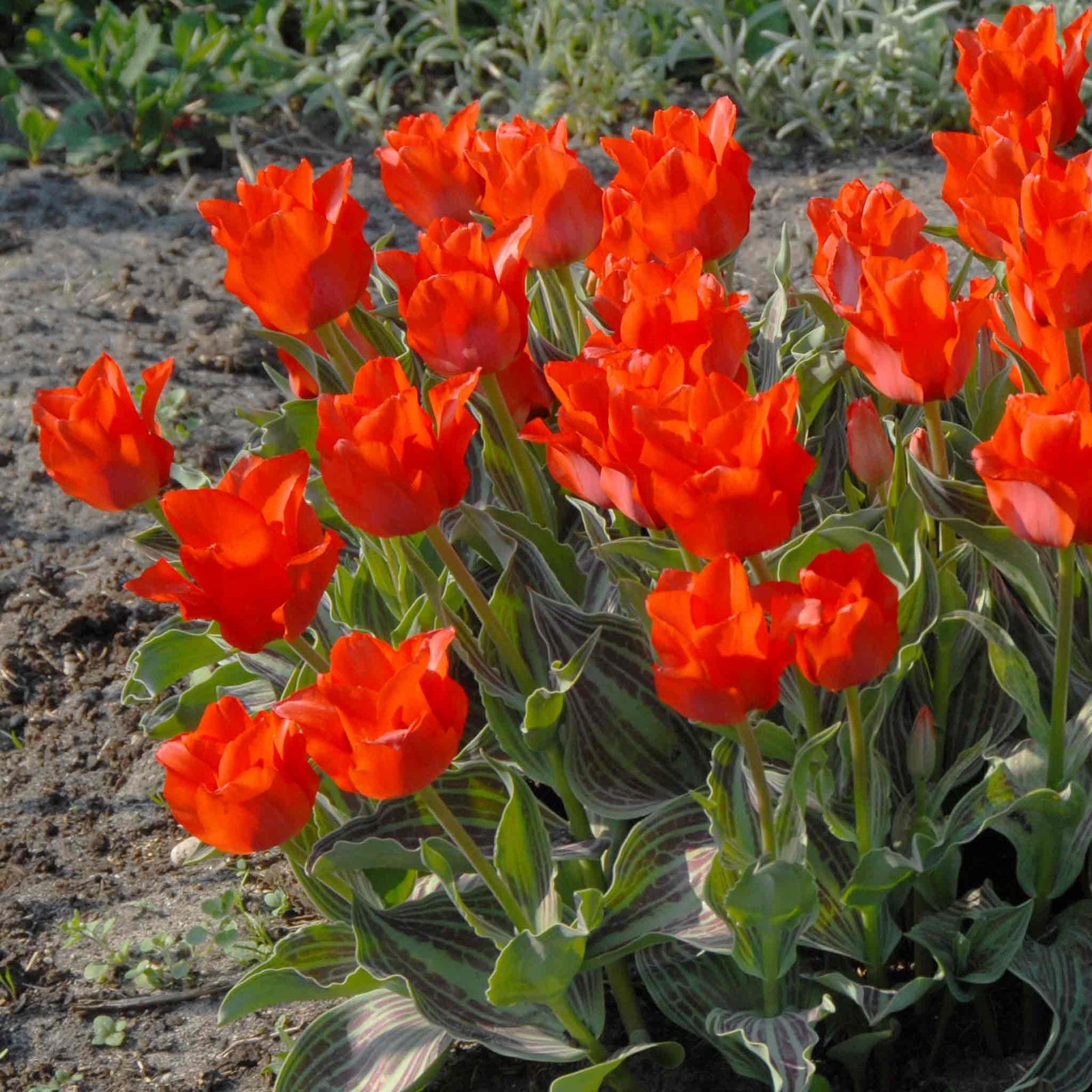 Dwarf Tulip 'red Riding Hood', Rhs Agm | 10 x Bulbs | Red