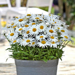Leucanthemum 'madonna' White Daisy Perennial 50cm | 1 x 2L | Green & White
