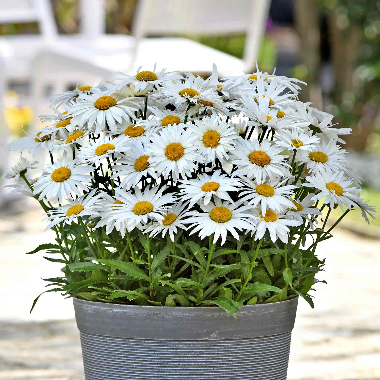 Leucanthemum 'madonna' White Daisy Perennial 50cm | 1 x 2L | Green & White