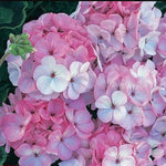 Geranium Horizon F1 Appleblossom Garden Ready Plants | 12 x Garden Ready Plants