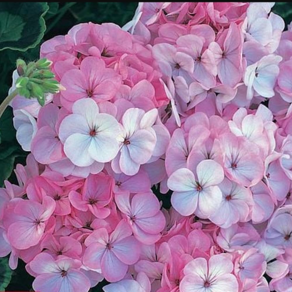 Geranium Horizon F1 Appleblossom Garden Ready Plants | 12 x Garden Ready Plants
