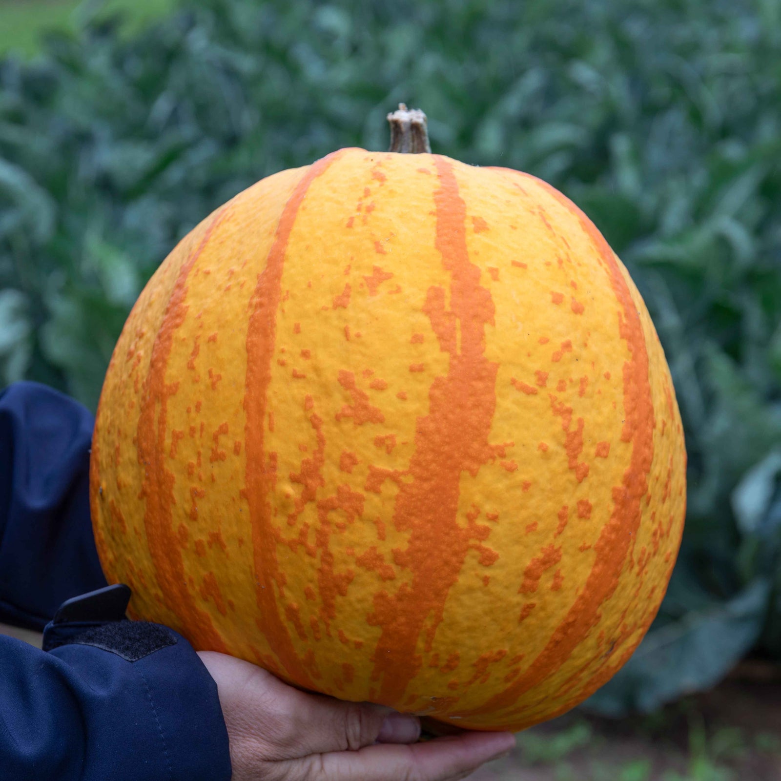 Pumpkin Plant 'fireball' Striped Orange & Yellow | 3 x Jumbo Plugs | Orange