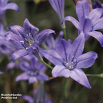 Fantastic Spring Flowering Mix Bulbs | 600 x Bulbs | Mixed