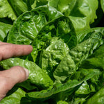 Lettuce Crispy Mix | 12 x Plug Plants | Green