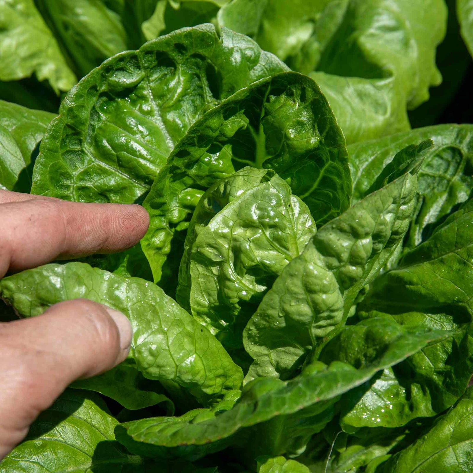 Lettuce Crispy Mix | 12 x Plug Plants | Green