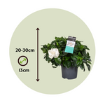 Cape Jasmine - Gardenia Jasminoides - Height 20-30cm - ⌀13cm | Set of 1 | White