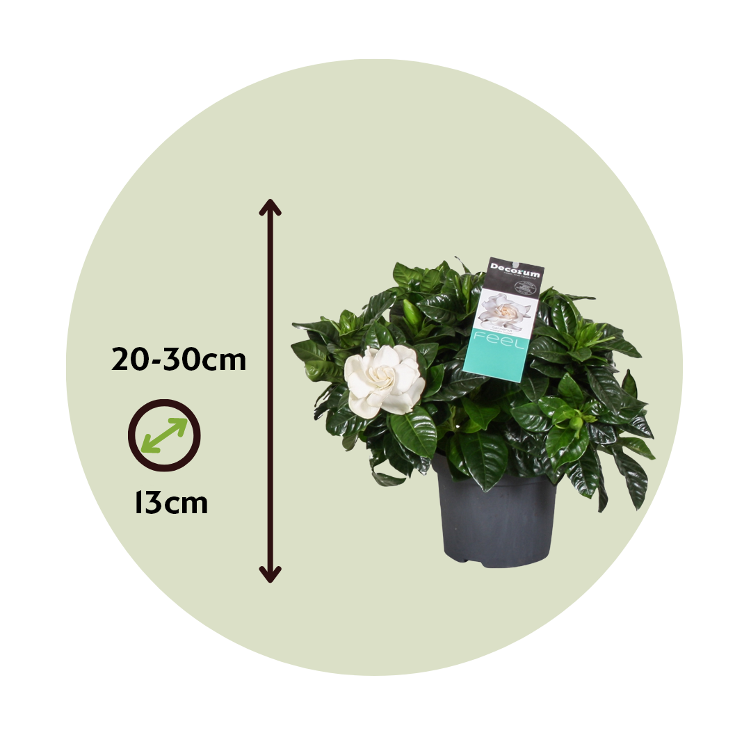 Cape Jasmine - Gardenia Jasminoides - Height 20-30cm - ⌀13cm | Set of 1 | White