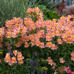 Alstroemeria 'summer Rose' - Soft Rose-pink, Long-flowering Hardy Perennial | 3 x Jumbo Plug Plants | Rose Pink