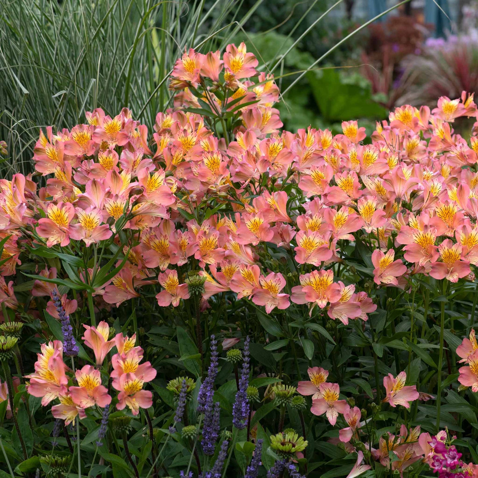 Alstroemeria 'summer Rose' - Soft Rose-pink, Long-flowering Hardy Perennial | 3 x Jumbo Plug Plants | Rose Pink