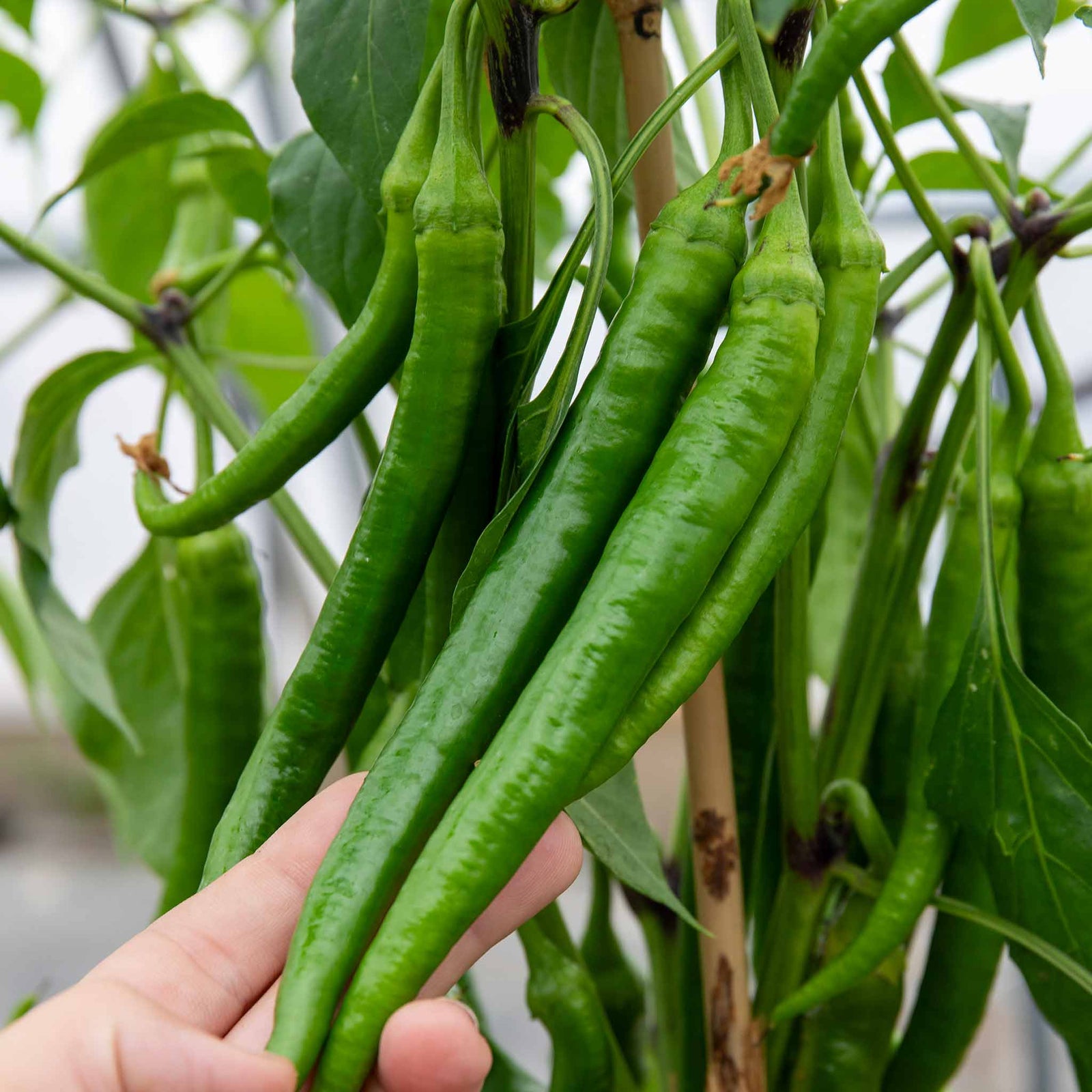 Chilli Flavour Collection Hot, Mild And Smoky | 6 x Jumbo Plugs | Multi