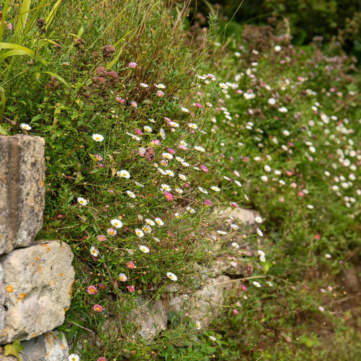 Erigeron Karvinskianus 'stallone' Profusion Groundcover | 6 x Jumbo Plugs