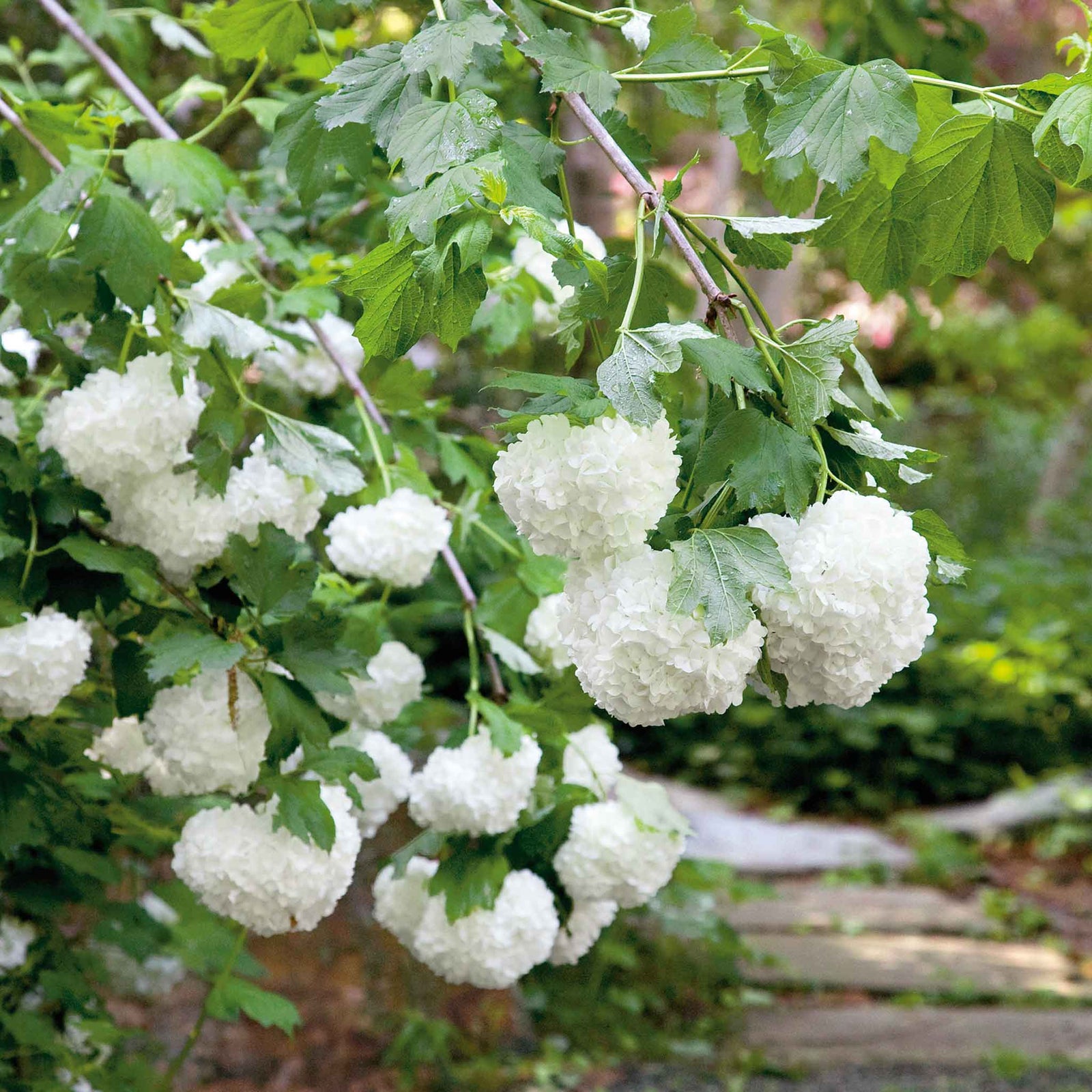Viburnum Opulus 'roseum' (snowball Viburnum) 400 Cm | 3 x 9cm | White