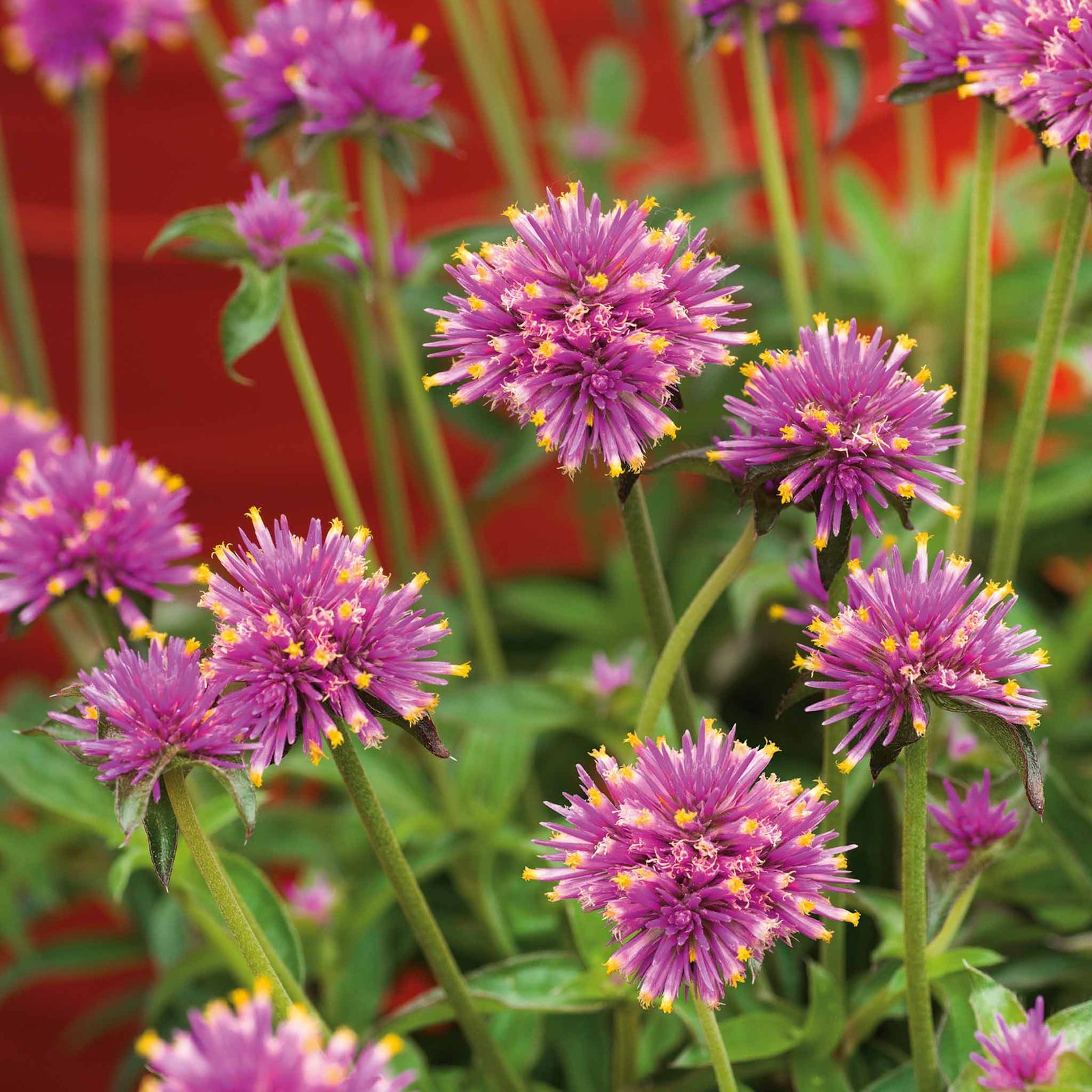 Gomphrena 'truffula Pink' Long-flowering Pink Annual 50-70 Cm | 3 x Jumbo Plugs | Pink