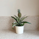 Miniature Pineapple Plant - Ananas Comosus 'mi Amigo' - Height 35-45cm - ⌀12cm | Set of 1 | Green