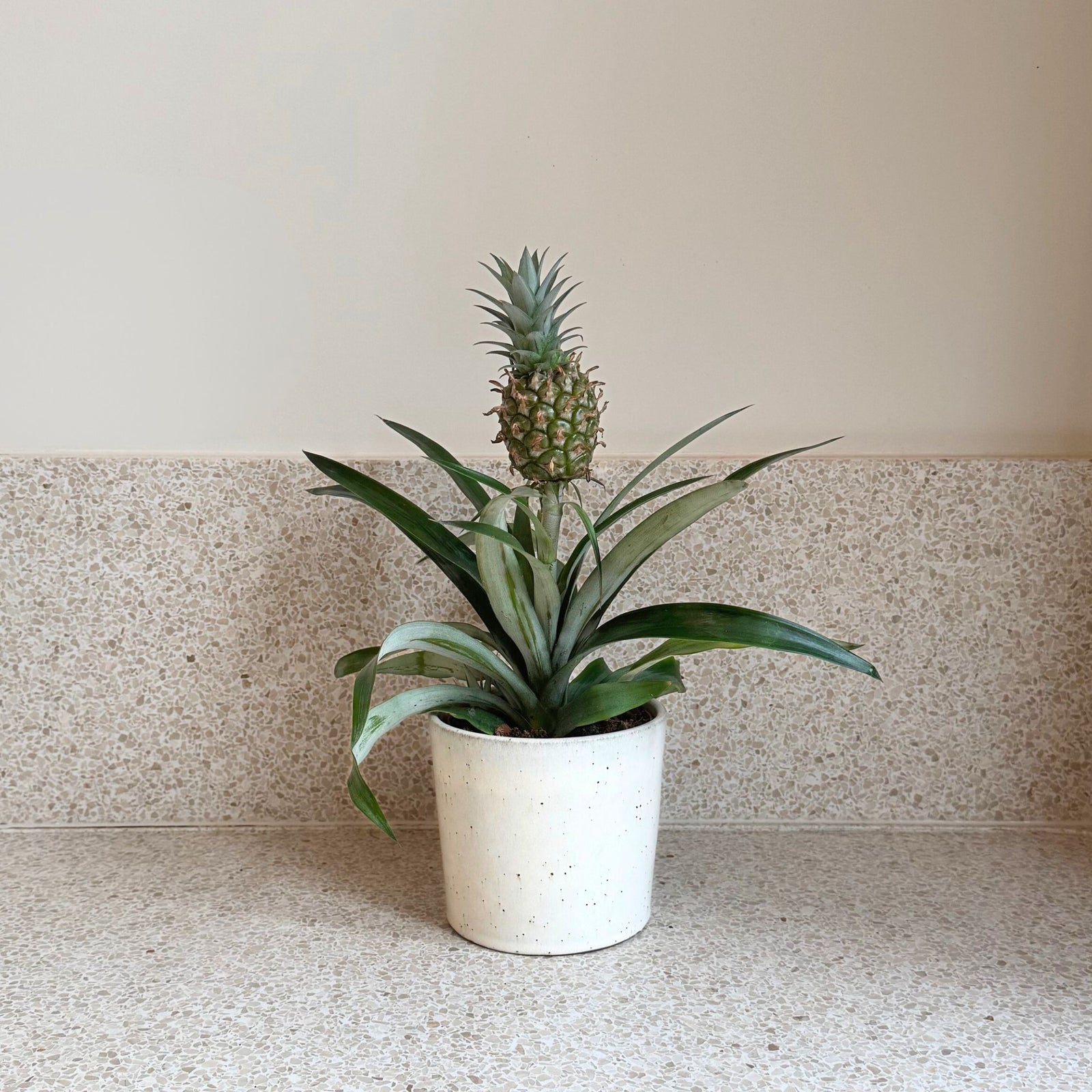 Miniature Pineapple Plant - Ananas Comosus 'mi Amigo' - Height 35-45cm - ⌀12cm | Set of 1 | Green