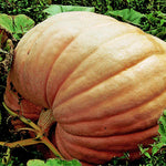 Pumpkin 'prizewinner' Giant Competition Variety | 6 x Jumbo Plugs | Orange