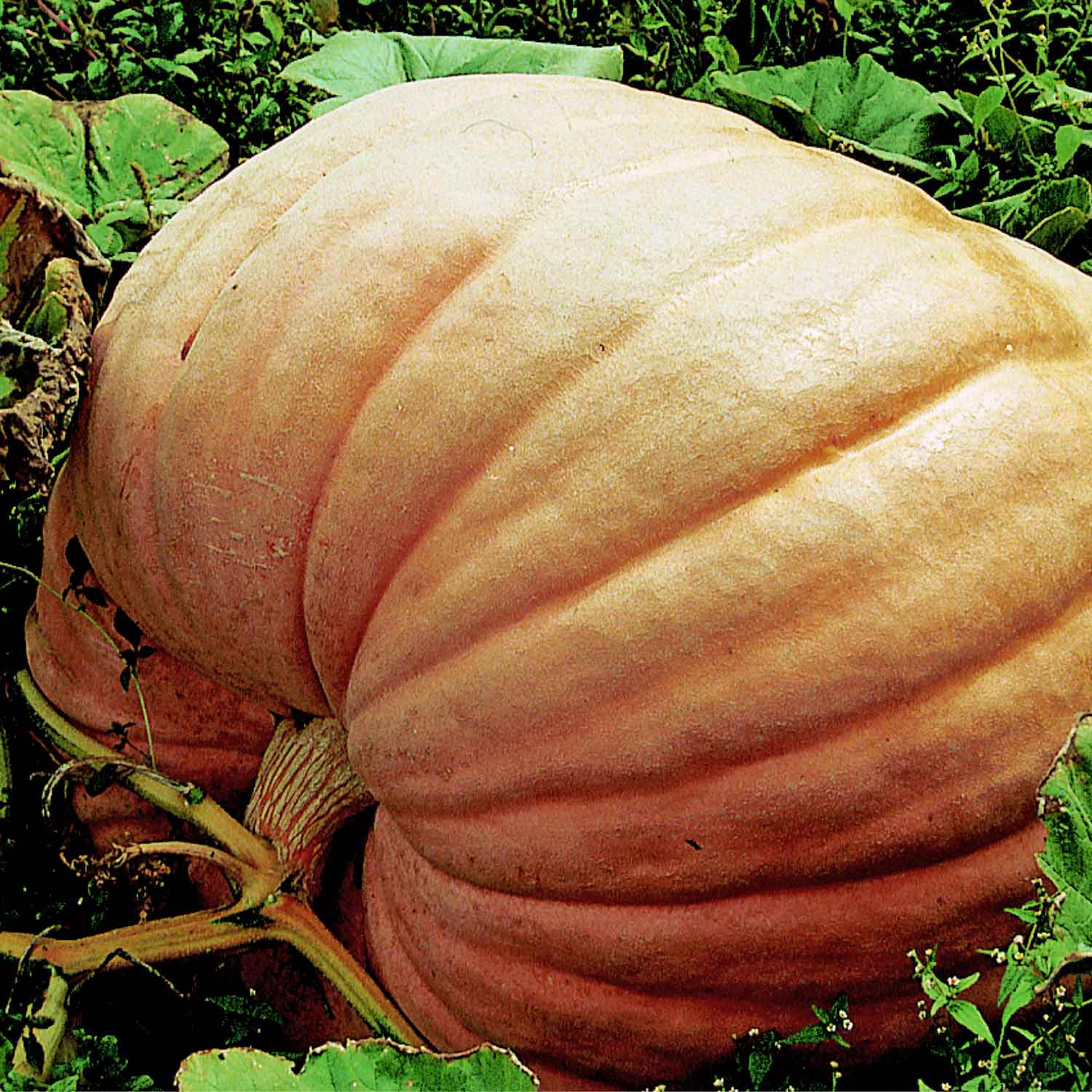 Pumpkin 'prizewinner' Giant Competition Variety | 6 x Jumbo Plugs | Orange