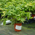 Holly Fern Cyrtomium Fortunei - Semi-evergreen Shade Plant | 1 x 2L | Green
