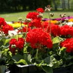 Geranium 'palladium Best Red F1' - Red Bedding Seedlings | 60 x Pro Grower Plugs | Red