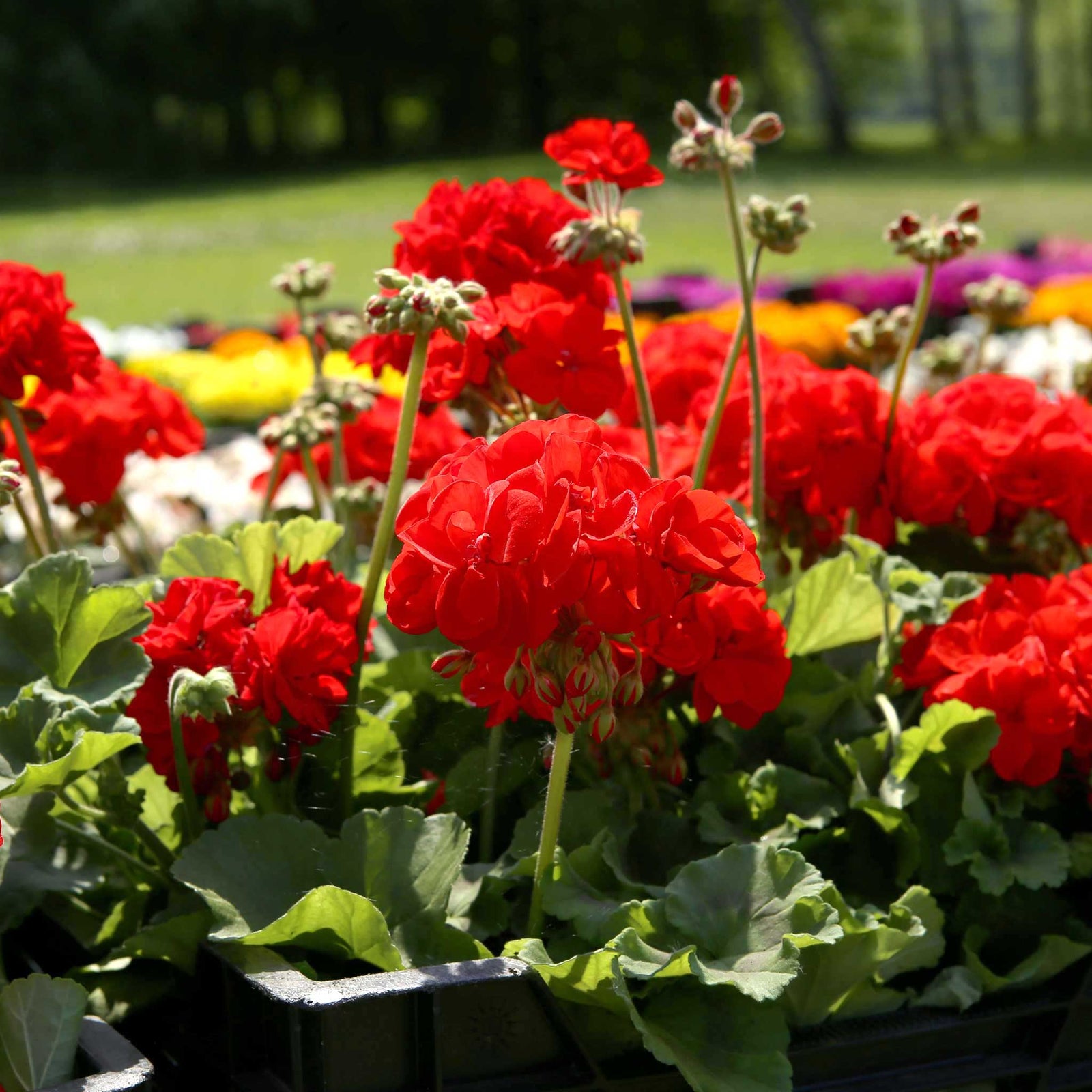 Geranium 'palladium Best Red F1' - Red Bedding Seedlings | 60 x Pro Grower Plugs | Red