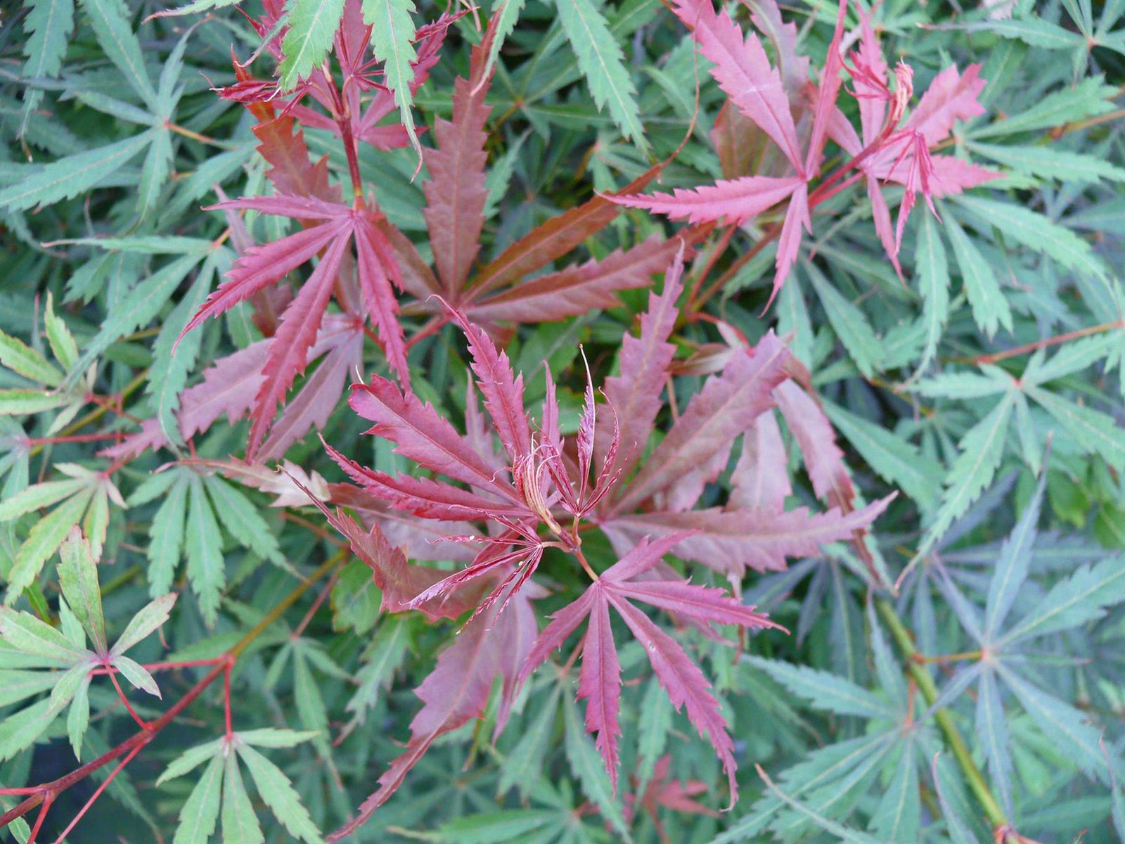 Acer Palmatum Jerre Schwartz Japanese Maple Plant Shrub Extra Large 4ft 5 Litre Pot