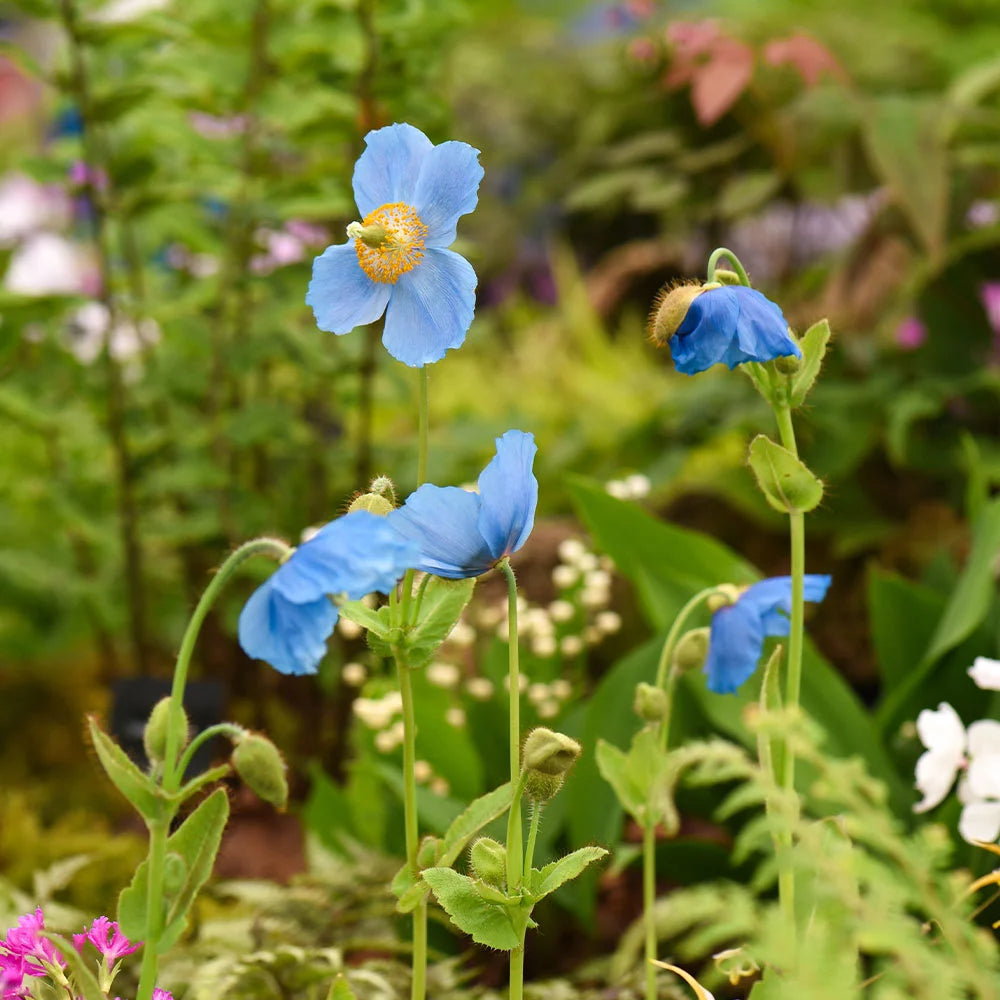Blue Poppy Meconopsis Lingholm | 12 x Jumbo Plug Plants