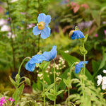 Blue Poppy Meconopsis Lingholm | 4 x Jumbo Plug Plants