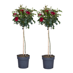Palace Rose - Height 80-100cm - ⌀19cm | Set of 2 | Red