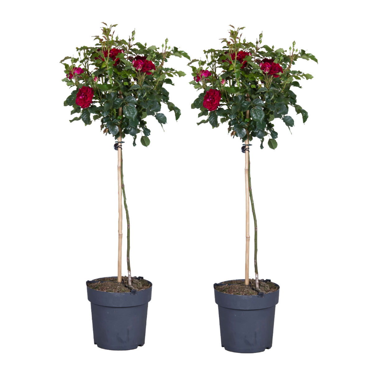 Palace Rose - Height 80-100cm - ⌀19cm | Set of 2 | Red
