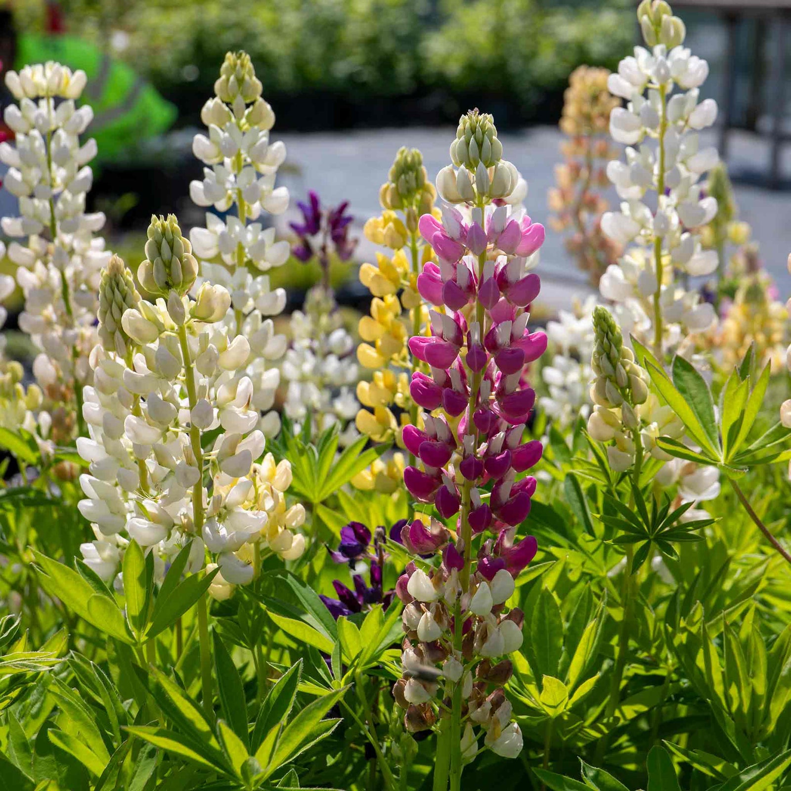 Lupin 'legendary Mix' - Tall Pollinator-friendly Perennial | 3 x Jumbo Plugs | Multi