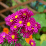 Exclusive Late Summer Aster Collection - 3 x 9cm pots