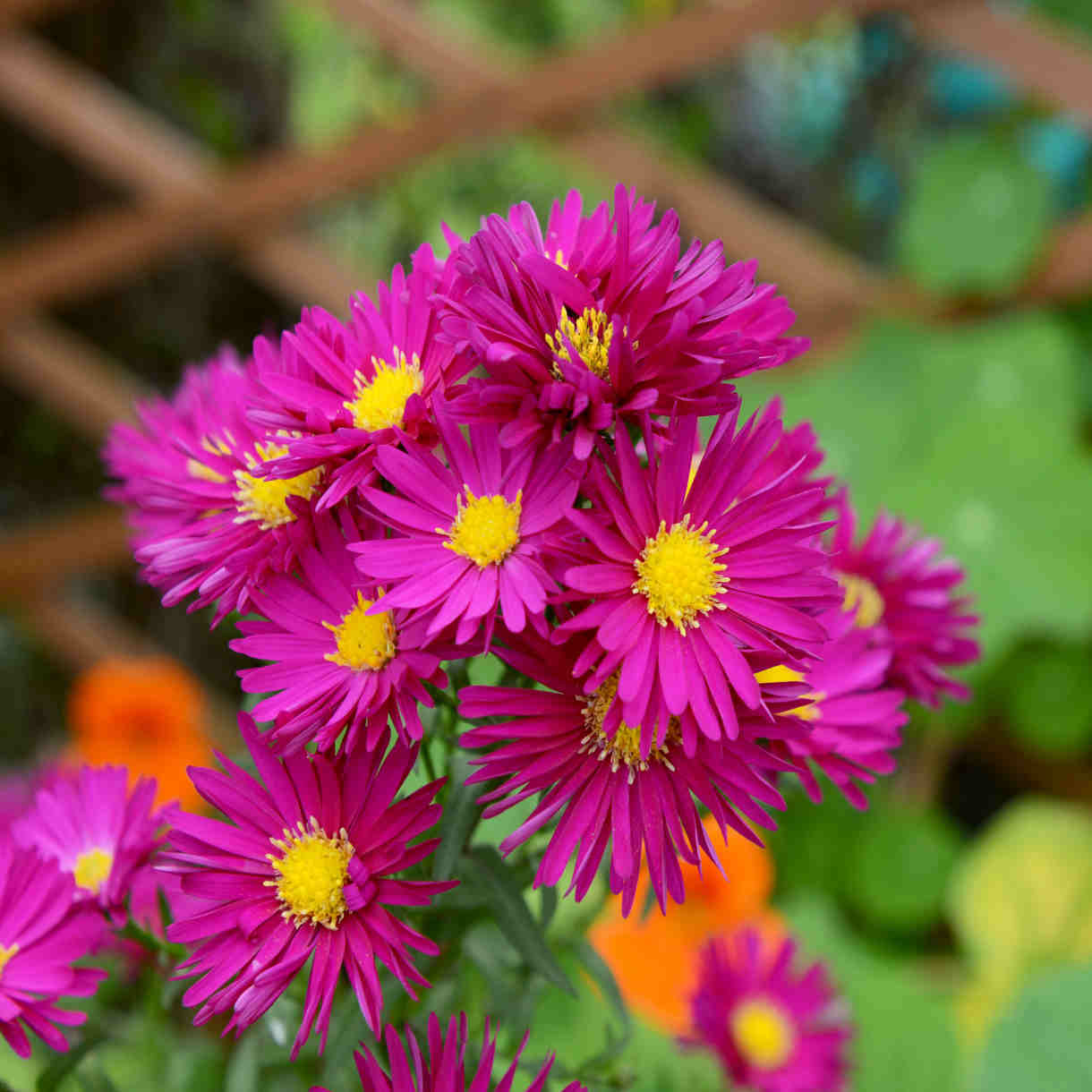 Exclusive Late Summer Aster Collection - 3 x 9cm pots