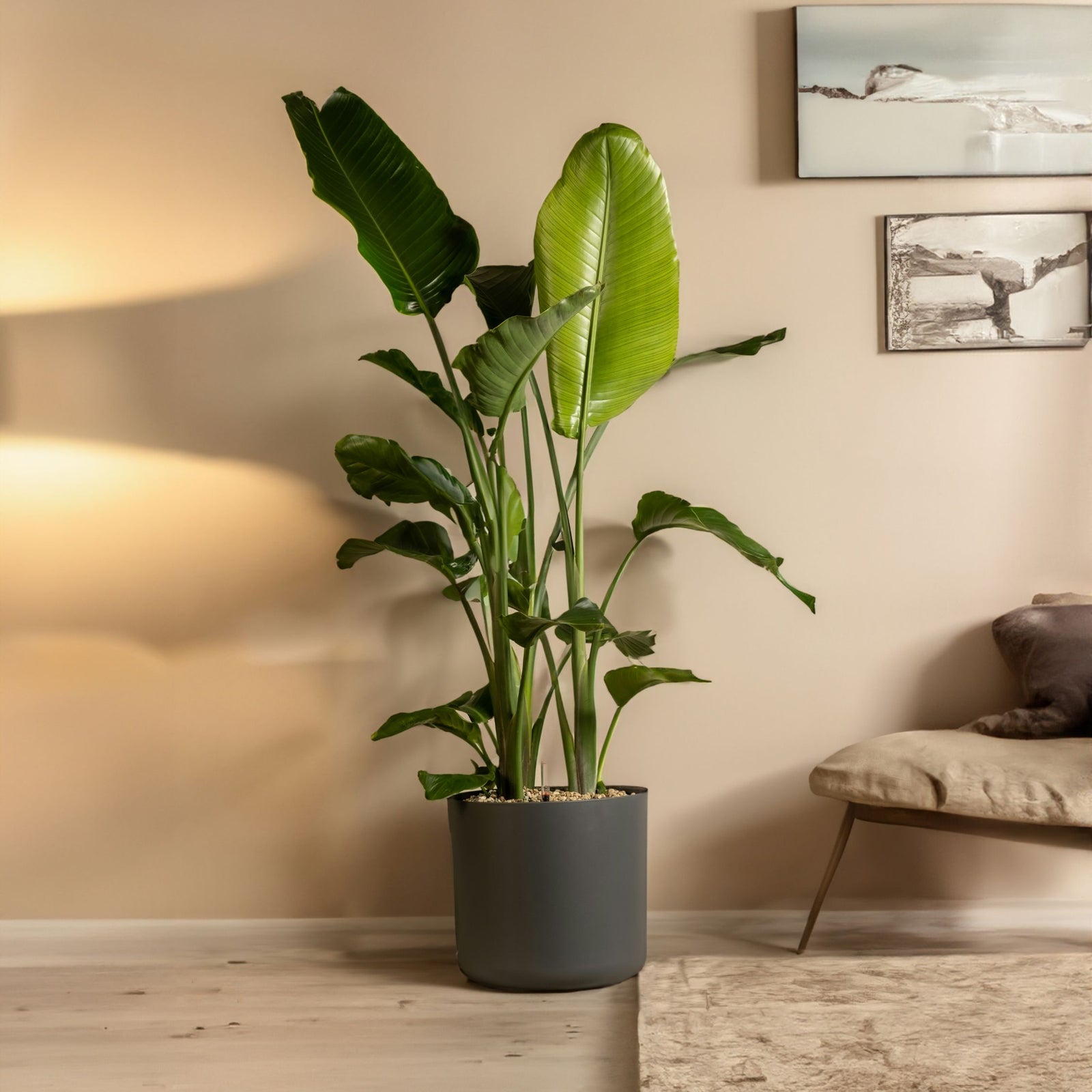 Giant Bird Of Paradise - 2 Pcs. - Strelitzia Nicolai - Height 55-70cm - ⌀17cm | Set of 2 | Green