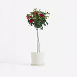 Palace Rose - Height 80-100cm - ⌀19cm | Set of 1 | Red