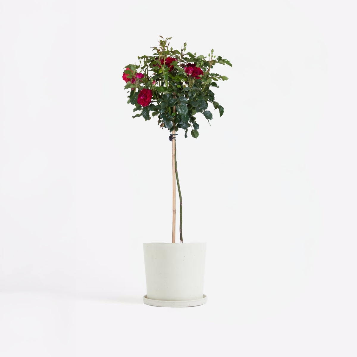 Palace Rose - Height 80-100cm - ⌀19cm | Set of 1 | Red