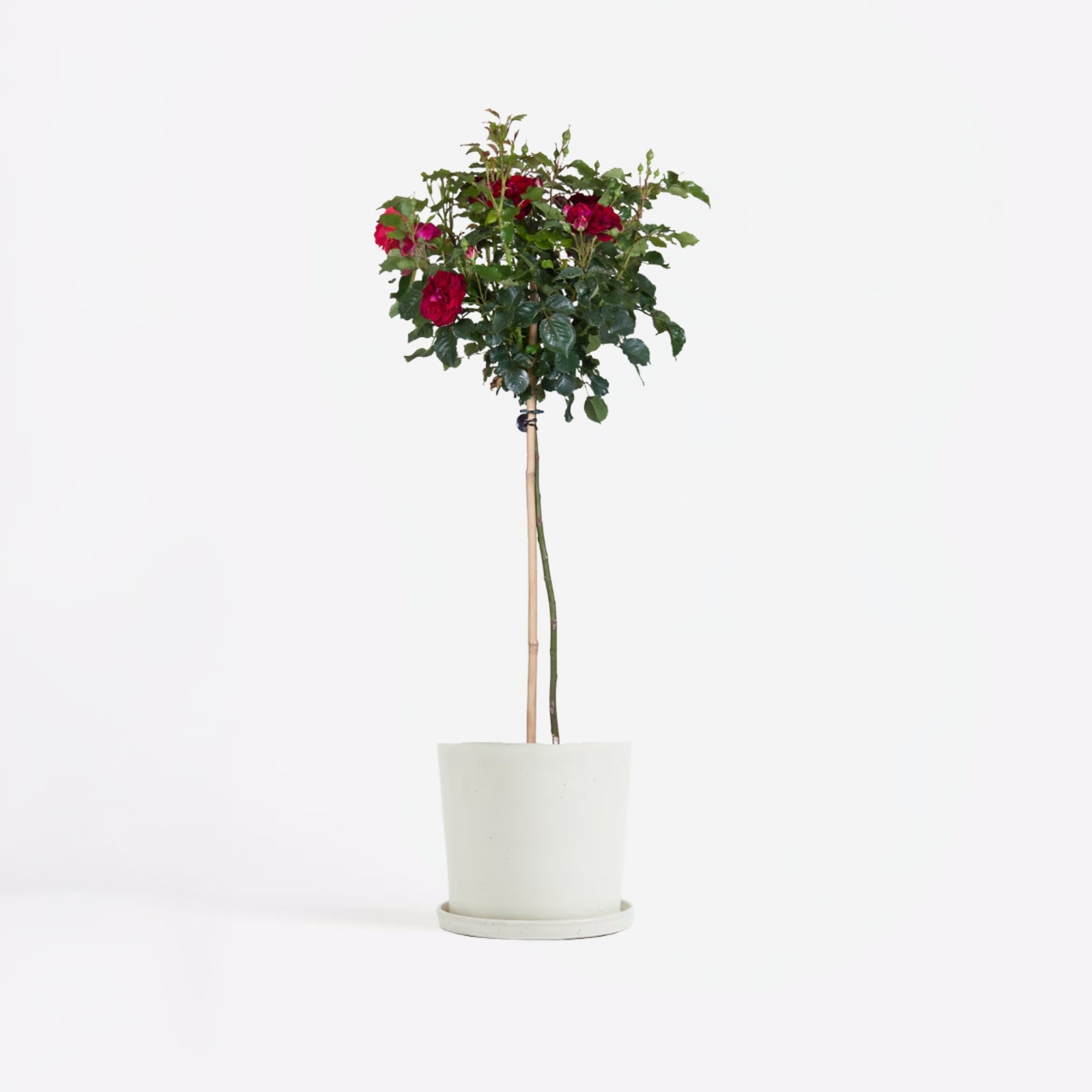Palace Rose - Height 80-100cm - ⌀19cm | Set-of-1 | Red