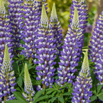 Lupinus Lupinova Collection - 9cm pots | 3 x 9cm | Multi
