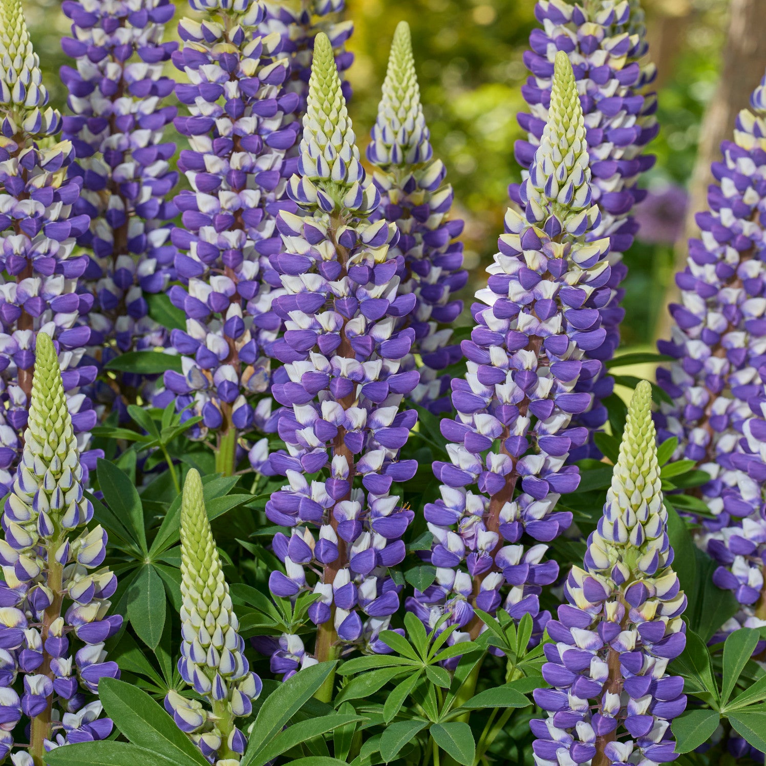 Lupinus Lupinova Collection - 9cm pots | 3 x 9cm | Multi