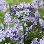 Agapanthus Everpanthus Poppin Star - 9cm Pot | 1 x 9cm | Purple