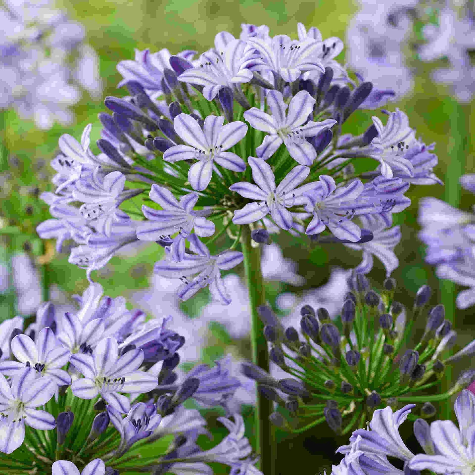 Agapanthus Everpanthus Poppin Star - 9cm Pot | 1 x 9cm | Purple