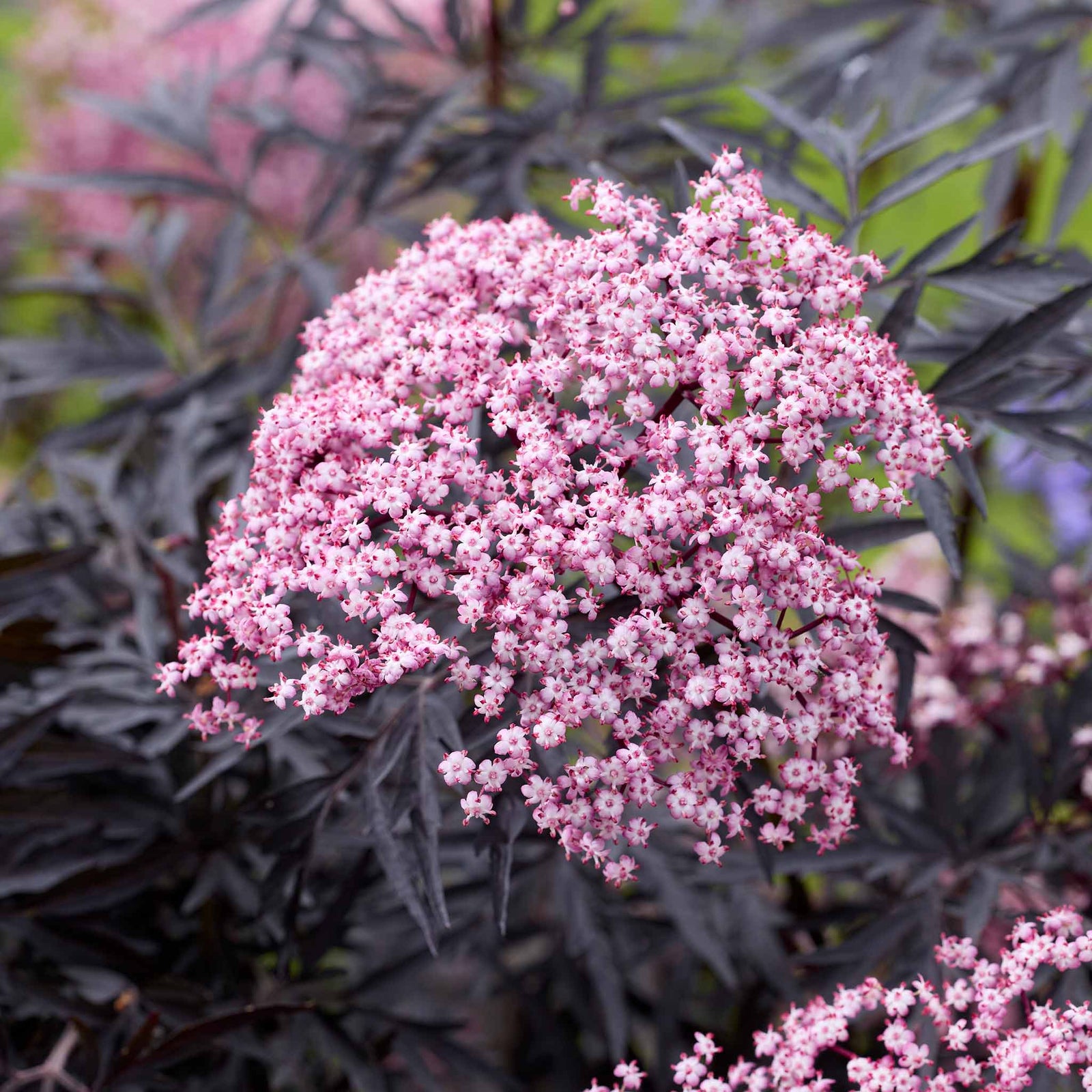 Sambucus 'cherry Lace' Compact Maroon-foliaged Shrub | 1 x 9cm | Pink