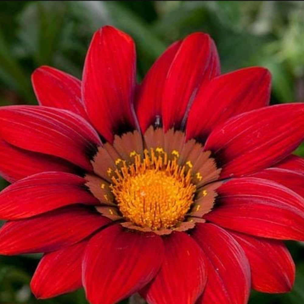 Gazania Daybreak Red Shades Flowering Plants Garden Ready Plants | 12 x Garden Ready Plants