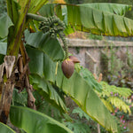 Hayloft Hardy Banana Plant - Musa Bajoo - 1 x 10.5cm Pot