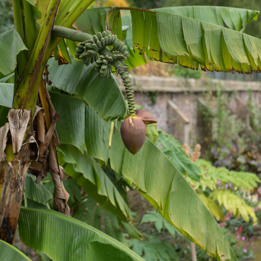 Hayloft Hardy Banana Plant - Musa Bajoo - 1 x 10.5cm Pot
