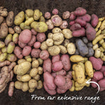 Seed Potato Collection Tubers | 3kg