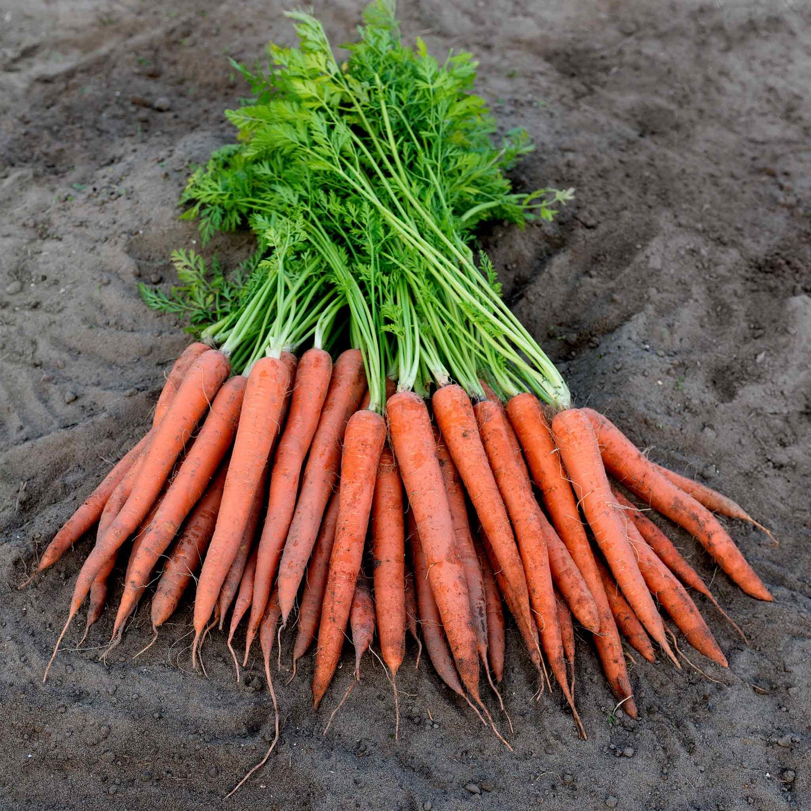 Ibiza Carrot | 500 Seeds