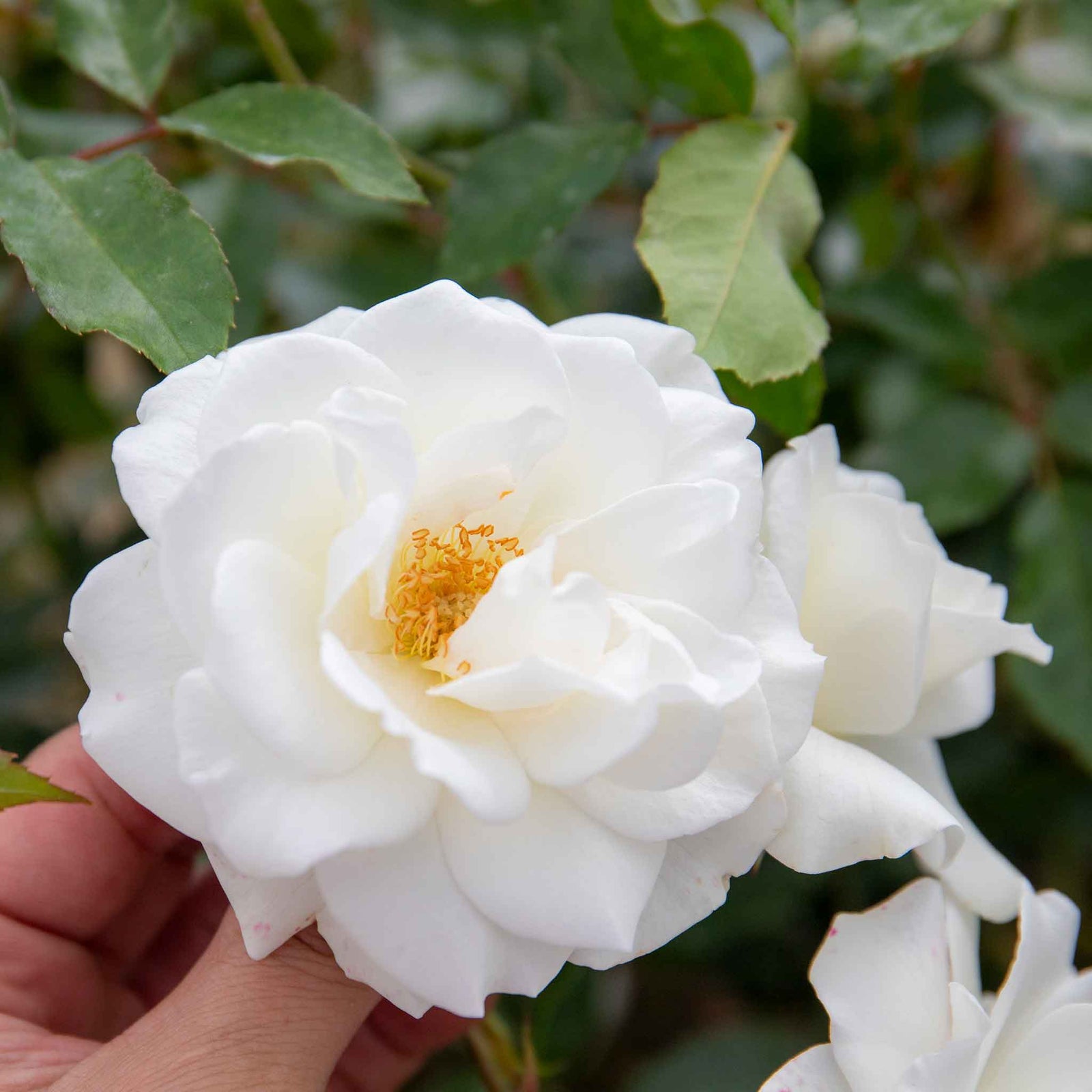 Climbing Rose 'iceberg' Rhs Award | 1 x Bare Root | White