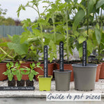 Cordon Tomato 'big Daddy', Beefsteak Up To 425g 9cm Plants | Set of 6